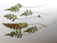 Polypodium amorphum