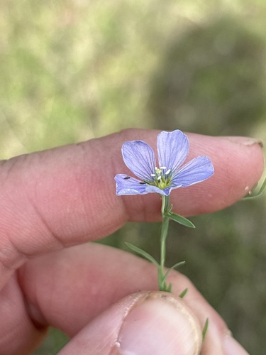 Meadow flax (Linum pratense)
