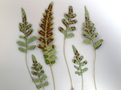 Polypodium amorphum