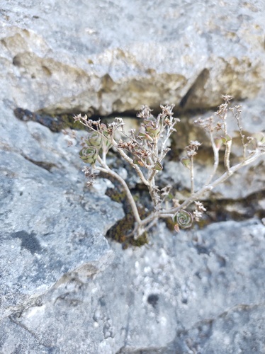 Gormania retusa Rose