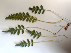 Polypodium amorphum