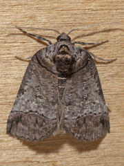 Drymoptila temenitis