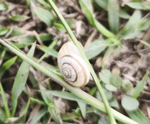 Peripatetic Scrubsnail
