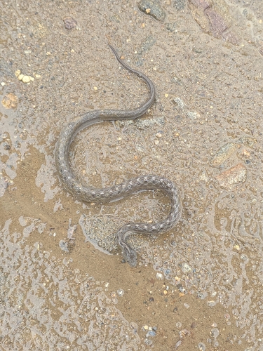 Petrolina Mock Viper