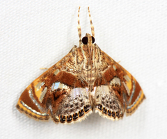 Cosmopterosis jasonhalli