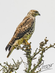 Buteo jamaicensis socorroensis