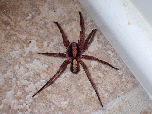 Alabama wandering spider photo 5