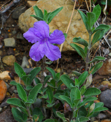 Ruellia parryi