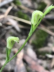 Pterostylis parviflora