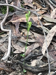 Pterostylis parviflora