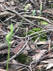 Pterostylis parviflora