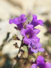 Phacelia pulchella