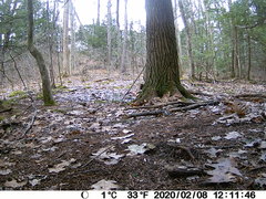 Sitta carolinensis