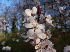 Prunus cerasus