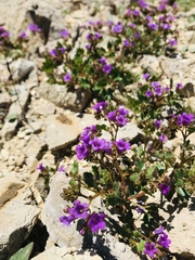 Phacelia pulchella