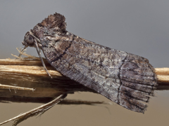 Drymoptila temenitis