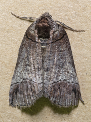 Drymoptila temenitis