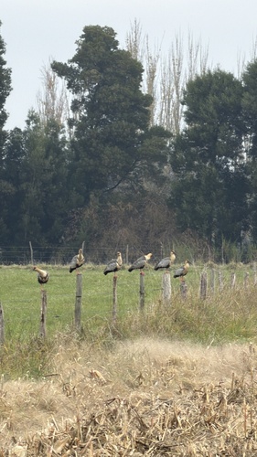 Black-faced Ibis
