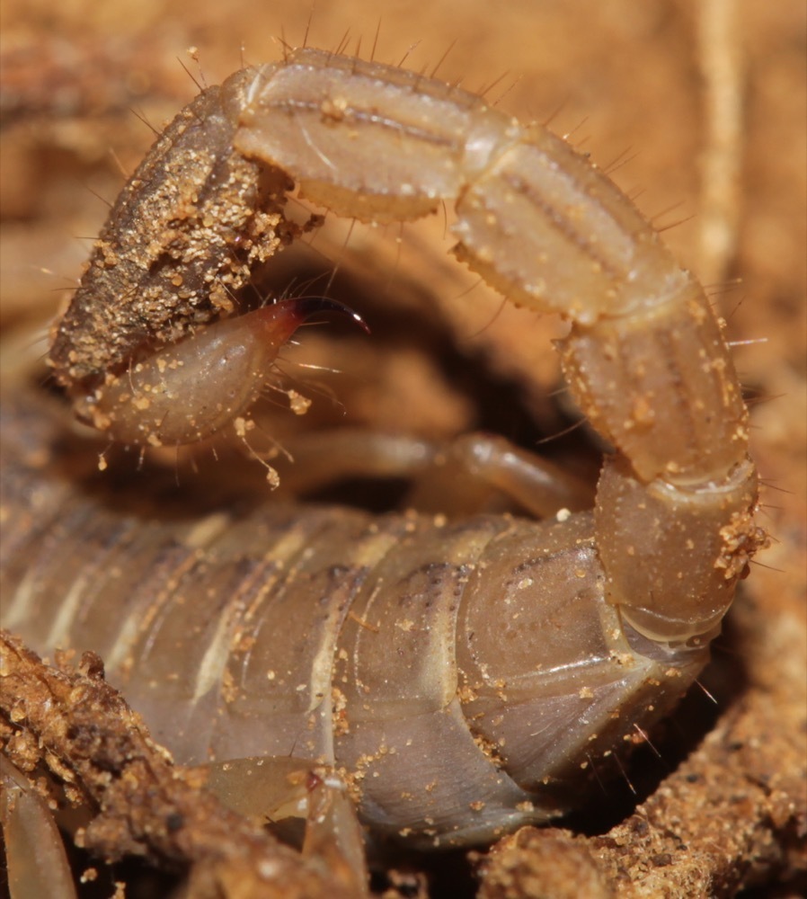 Lesser Stripetail Scorpion