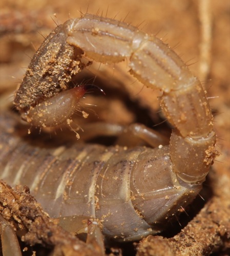 Lesser Stripetail Scorpion