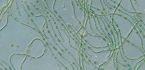 Anabaena torulosa observed 2026-04-21