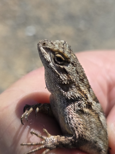 iNaturalist observation photo of Western Fence Lizard