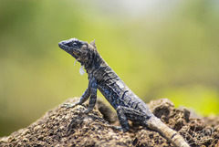 Urosaurus auriculatus
