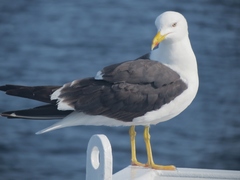 Larus fuscus