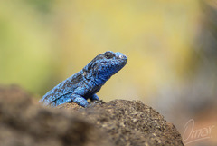Urosaurus auriculatus