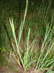 Setaria geminata