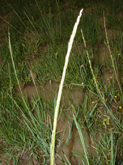 Setaria geminata