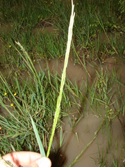Setaria geminata
