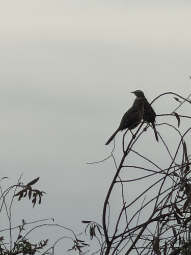 Chilean Mockingbird