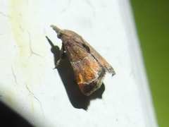 Streptopalpia