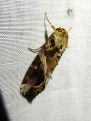 Spodoptera androgea