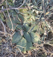 Berlandiera lyrata