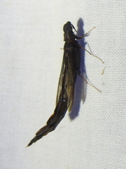 Atractocerus brasiliensis