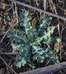 Argemone polyanthemos