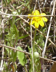 Pseudobahia heermannii