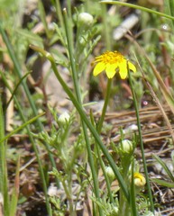 Pseudobahia heermannii