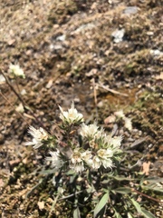 Phacelia egena