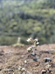 Phacelia egena