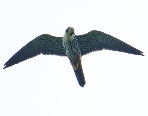 Eurasian Hobby