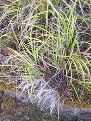 Carex uncinata