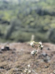 Phacelia egena
