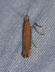 Ypsolopha unicipunctella