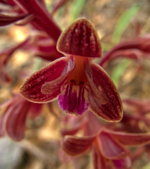 Bletia nitida