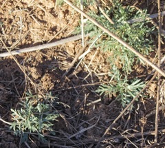 Teucrium laciniatum