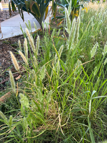Polypogon, 2026-05-05