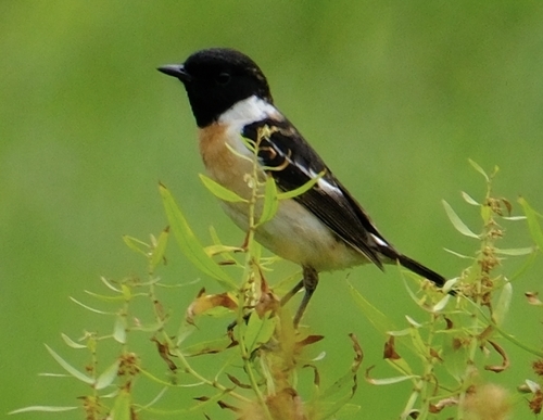 Amur Stonechat